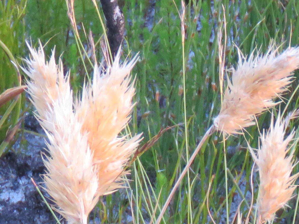 Imagem de Geochloa rufa (Nees) N. P. Barker & H. P. Linder