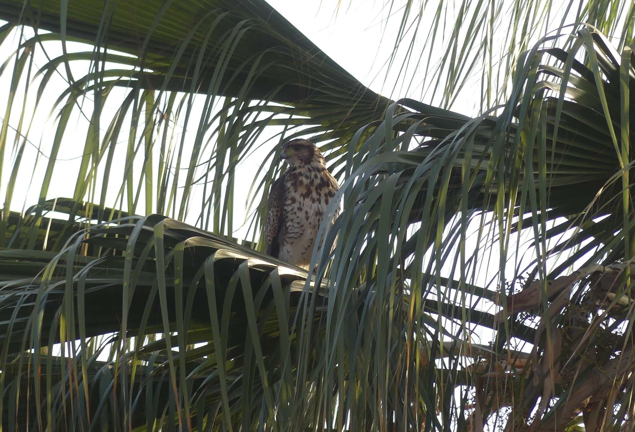 Sivun Parabuteo unicinctus unicinctus (Temminck 1824) kuva