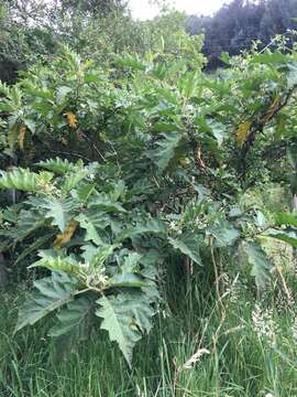 Image of Solanum stellatiglandulosum Bitler