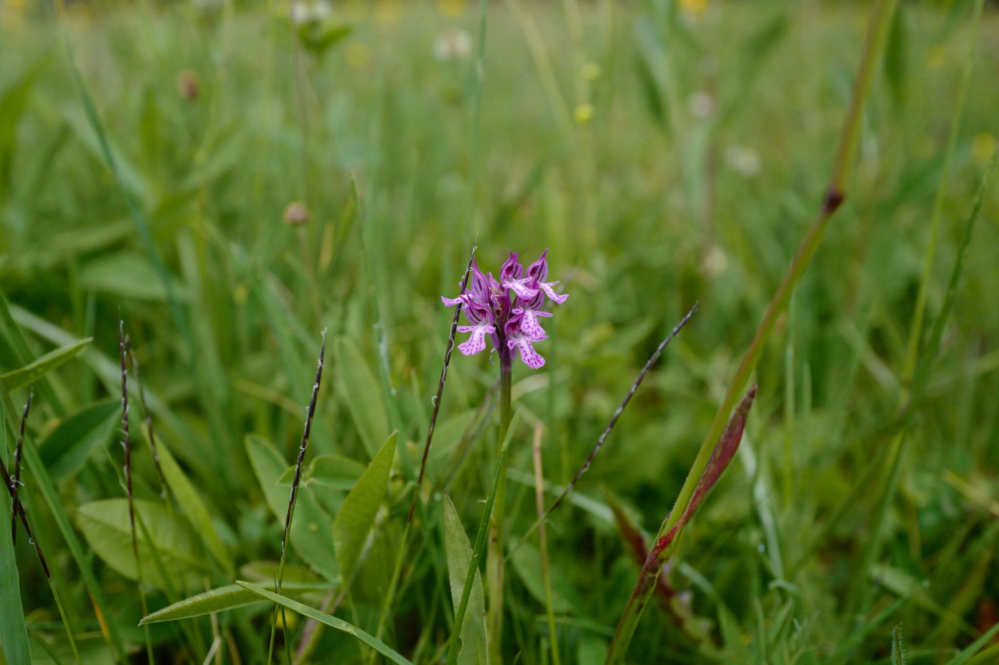 Sivun Neotinea tridentata subsp. tridentata kuva