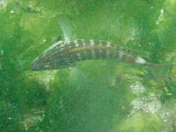 Serranus psittacinus Valenciennes 1846 resmi