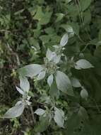 Image of southern mountainmint