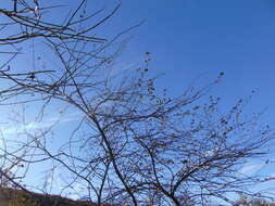 Imagem de Fremontodendron mexicanum Davidson