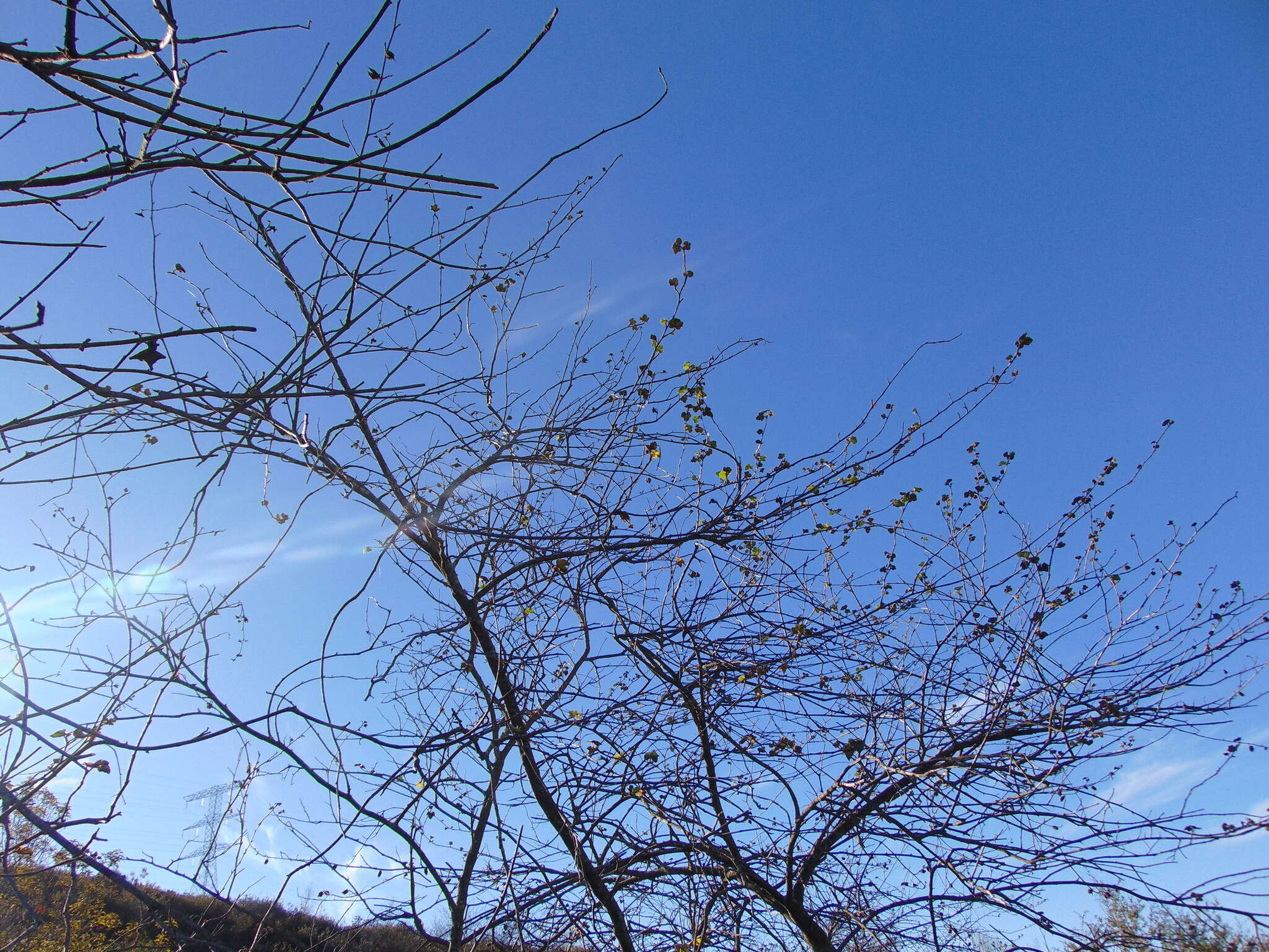 Image of Mexican flannelbush