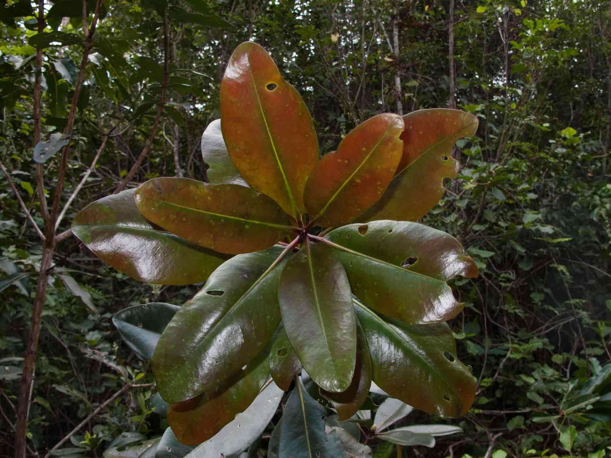 Sivun Metrosideros laurifolia Brongn. & Gris kuva