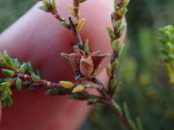 Image of Euchaetis albertiniana I. J. M. Williams