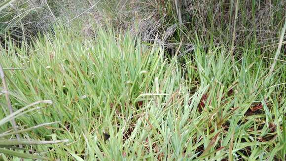 Слика од Juncus lomatophyllus Spreng.