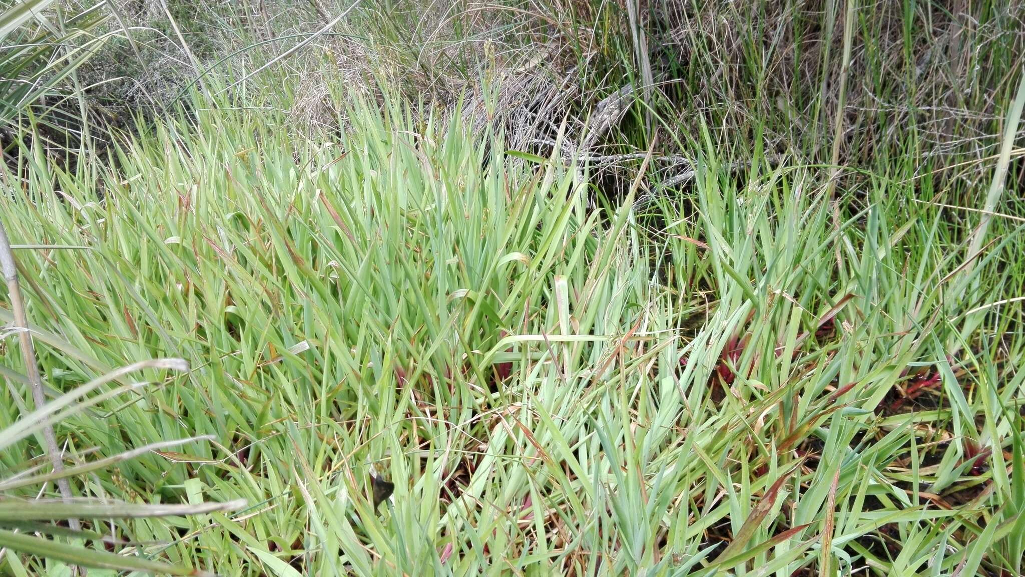 Image of Juncus lomatophyllus Spreng.