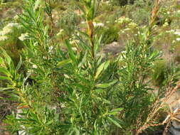 Image of Cliffortia heterophylla Weim.