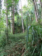 Image of Sirochloa parvifolia (Munro) S. Dransf.