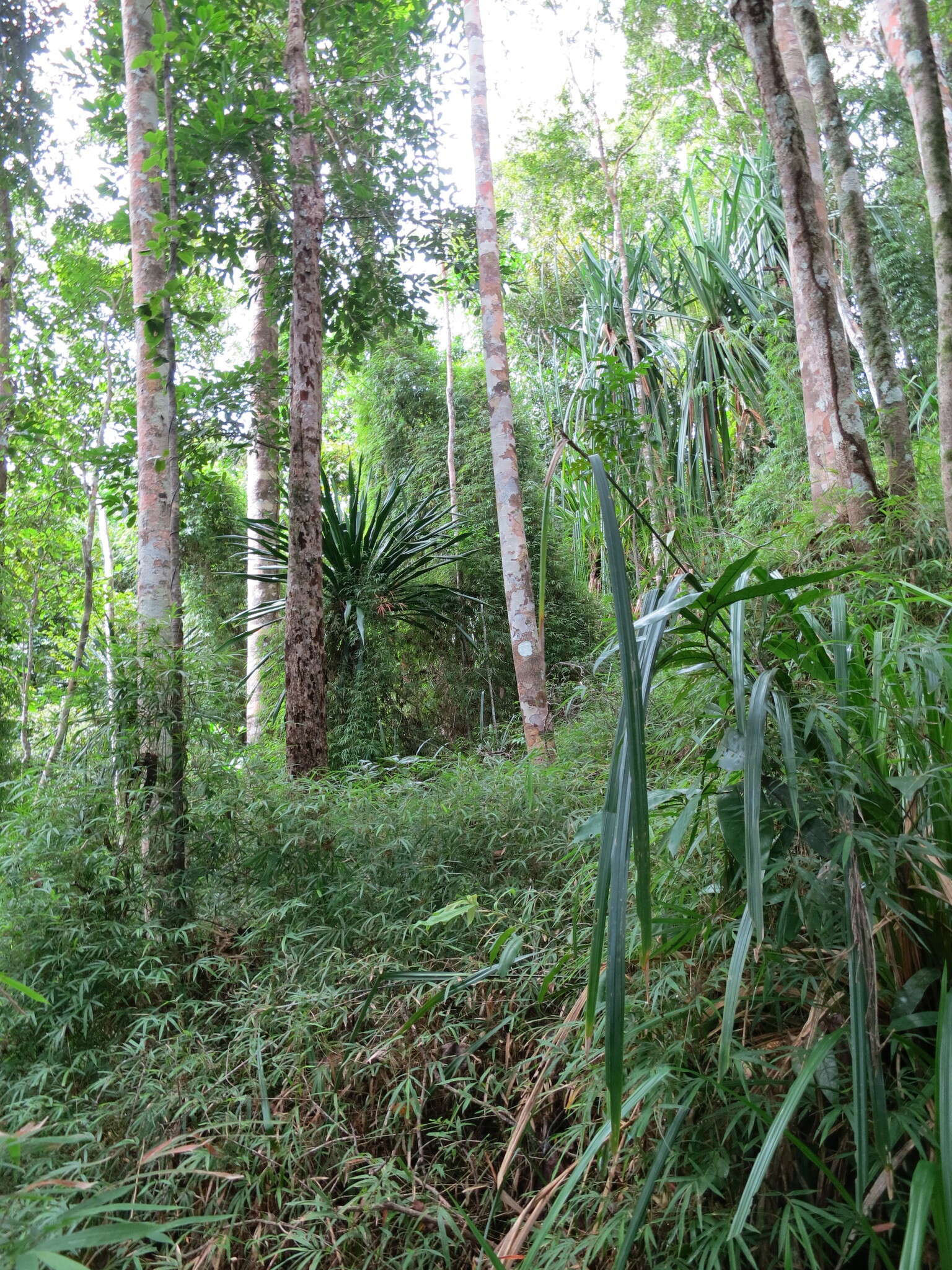 Слика од Sirochloa parvifolia (Munro) S. Dransf.