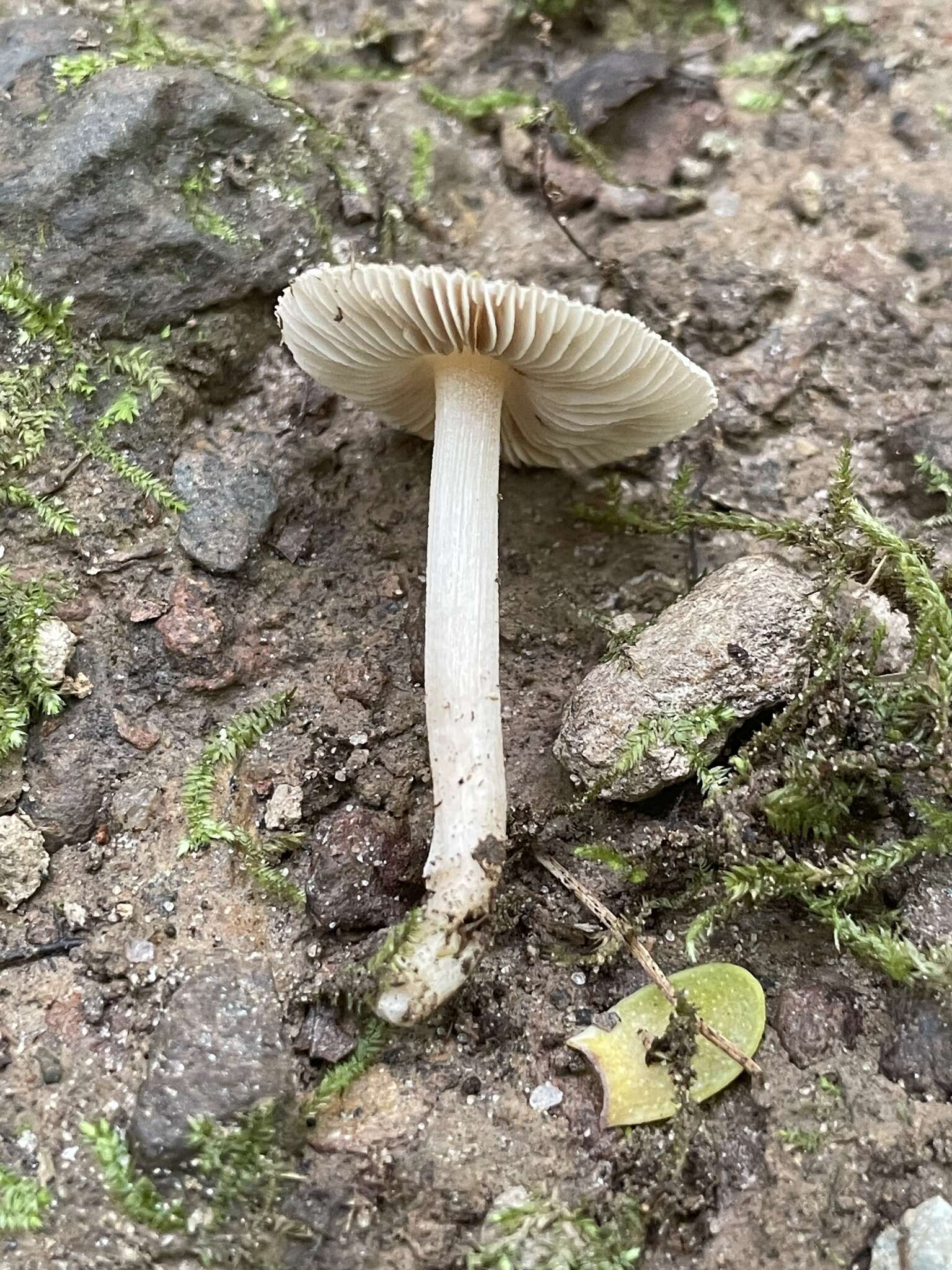 Plancia ëd Inocybe albodisca Peck 1898