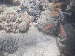 Image of Coral cardinalfish