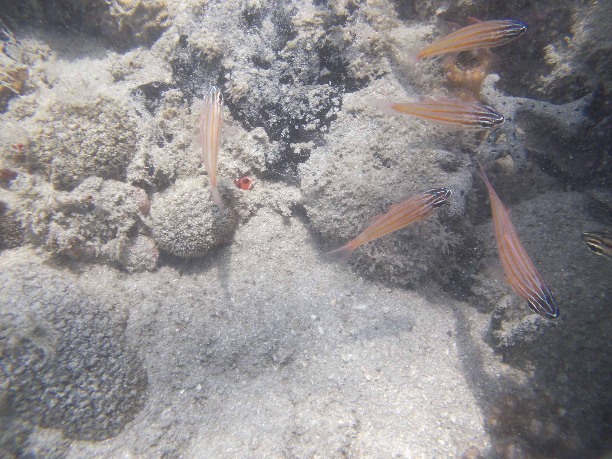 Image of Coral cardinalfish