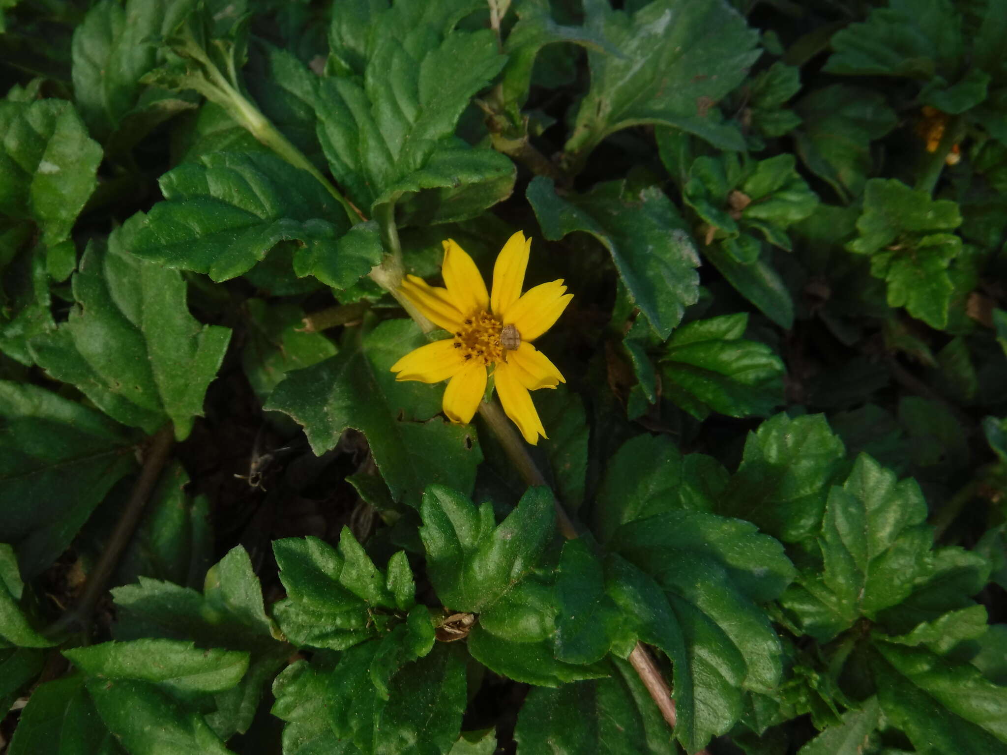 Image of slender creeping-oxeye