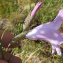 Imagem de Gladiolus blommesteinii L. Bolus