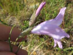 Imagem de Gladiolus blommesteinii L. Bolus