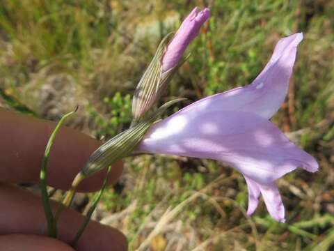 Слика од Gladiolus blommesteinii L. Bolus