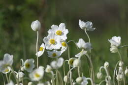 Anemone sylvestris subsp. sylvestris的圖片