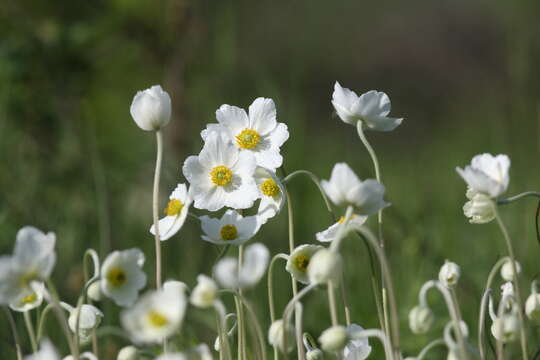 Image of Anemone sylvestris subsp. sylvestris