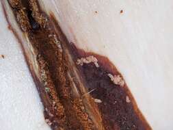 Image of Spruce Beetle