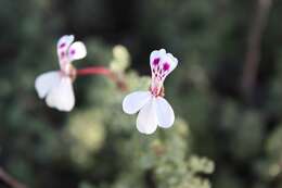 Image of Pelargonium abrotanifolium (L. fil.) Jacq.