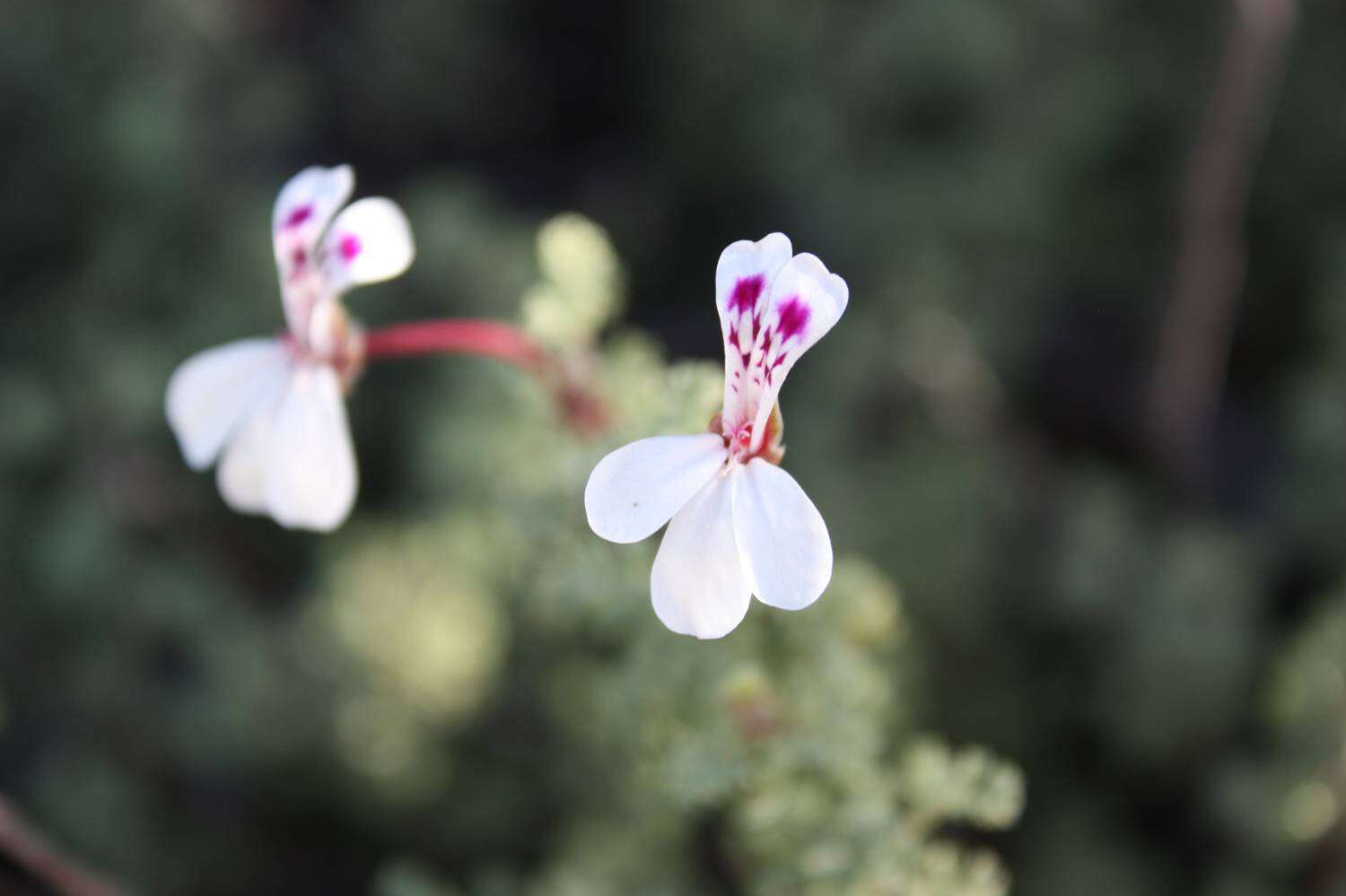 Image of Pelargonium abrotanifolium (L. fil.) Jacq.