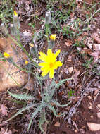 Image of limestone hawksbeard