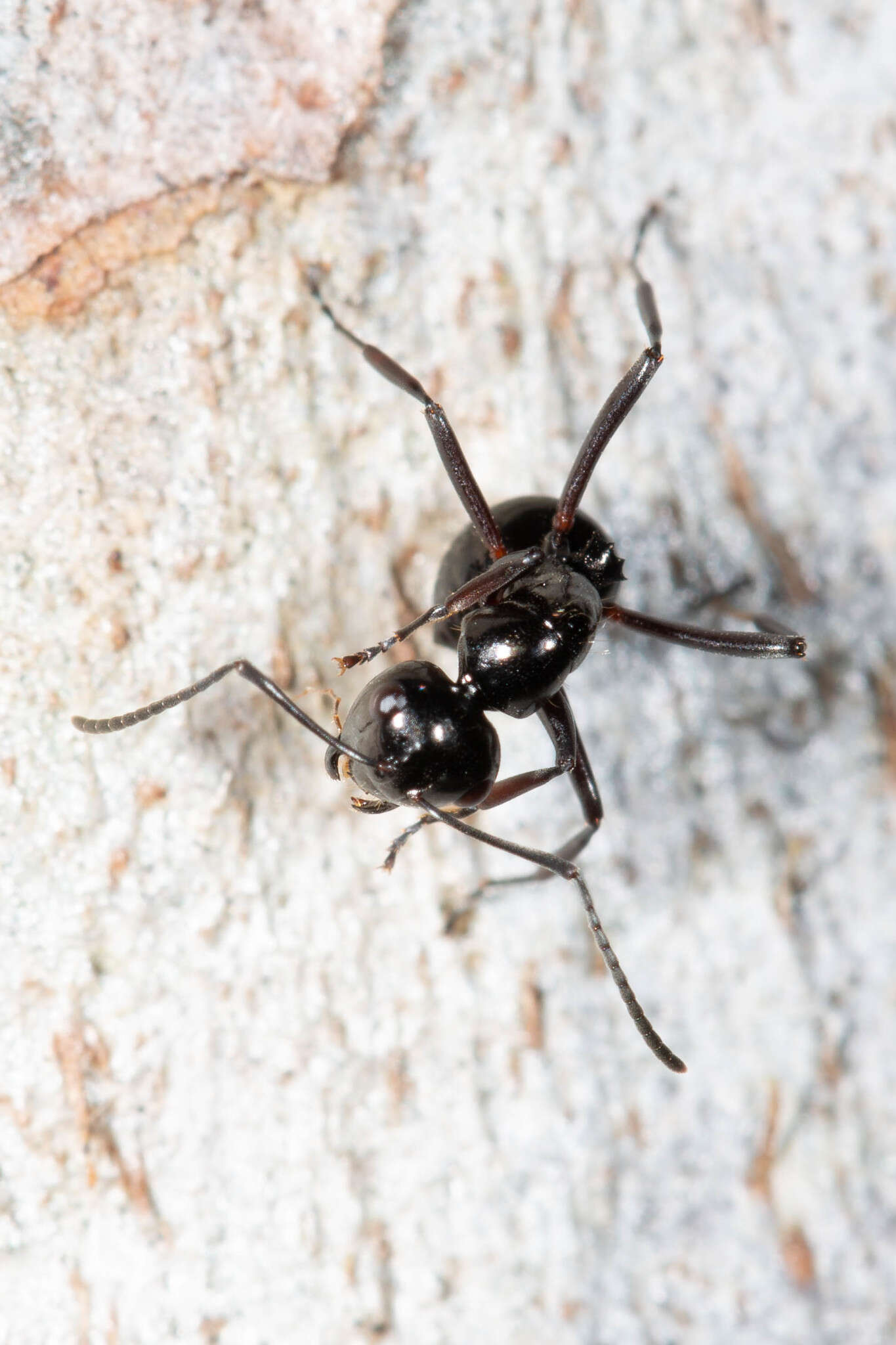 Image of Polyrhachis pilosa Donisthorpe 1938