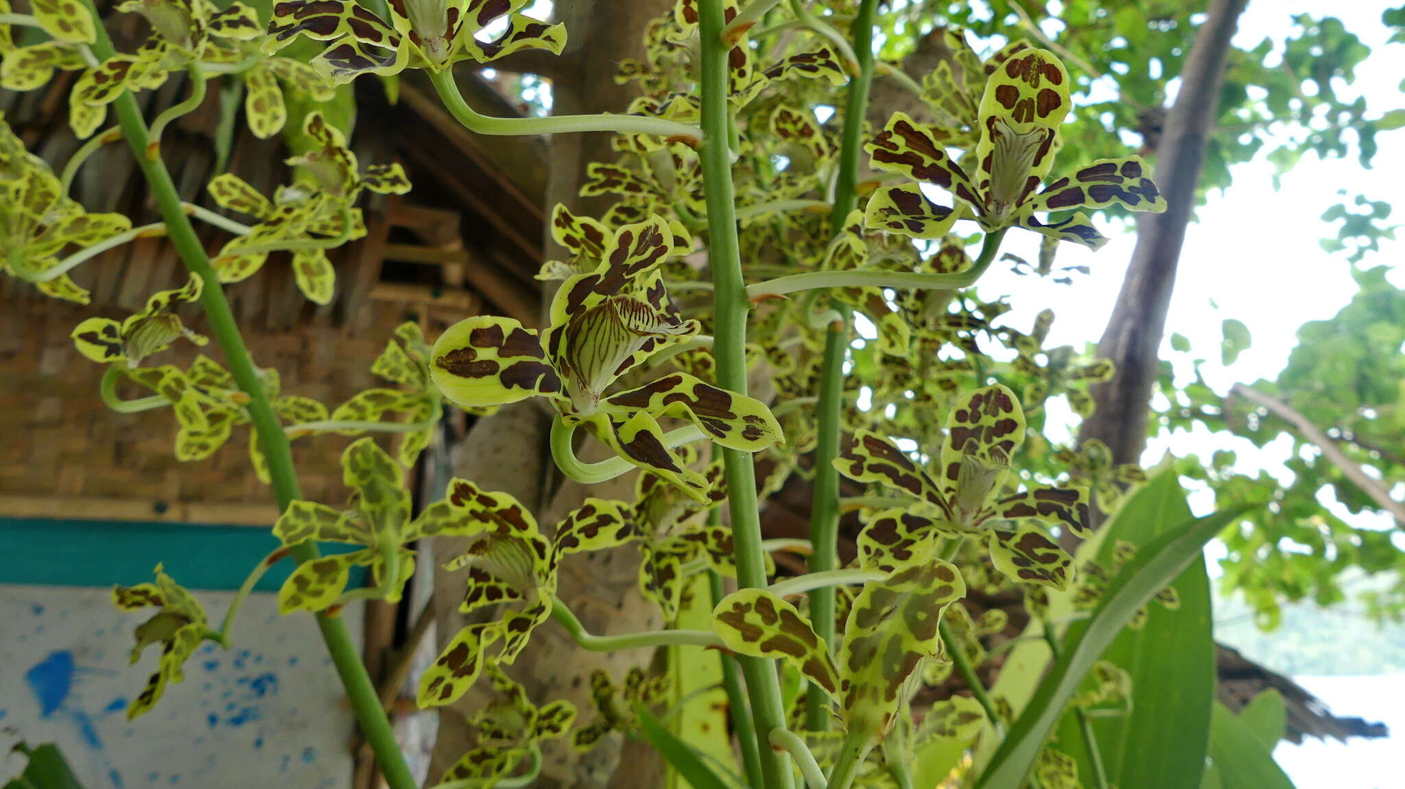 Imagem de Grammatophyllum scriptum (L.) Blume