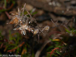 Image of Margyricarpus cristatus Britton