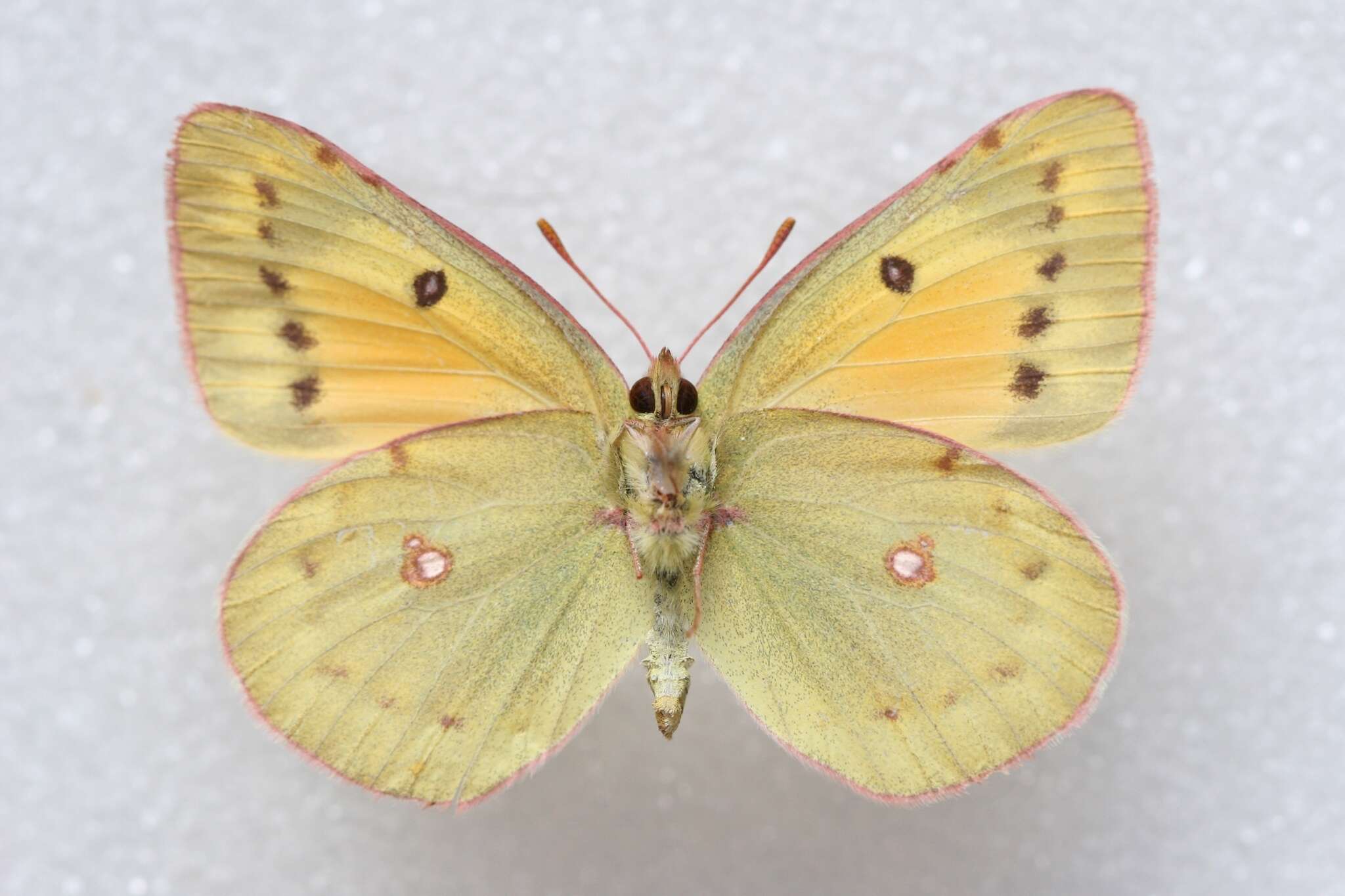 Image of Colias chrysotheme (Esper 1777)