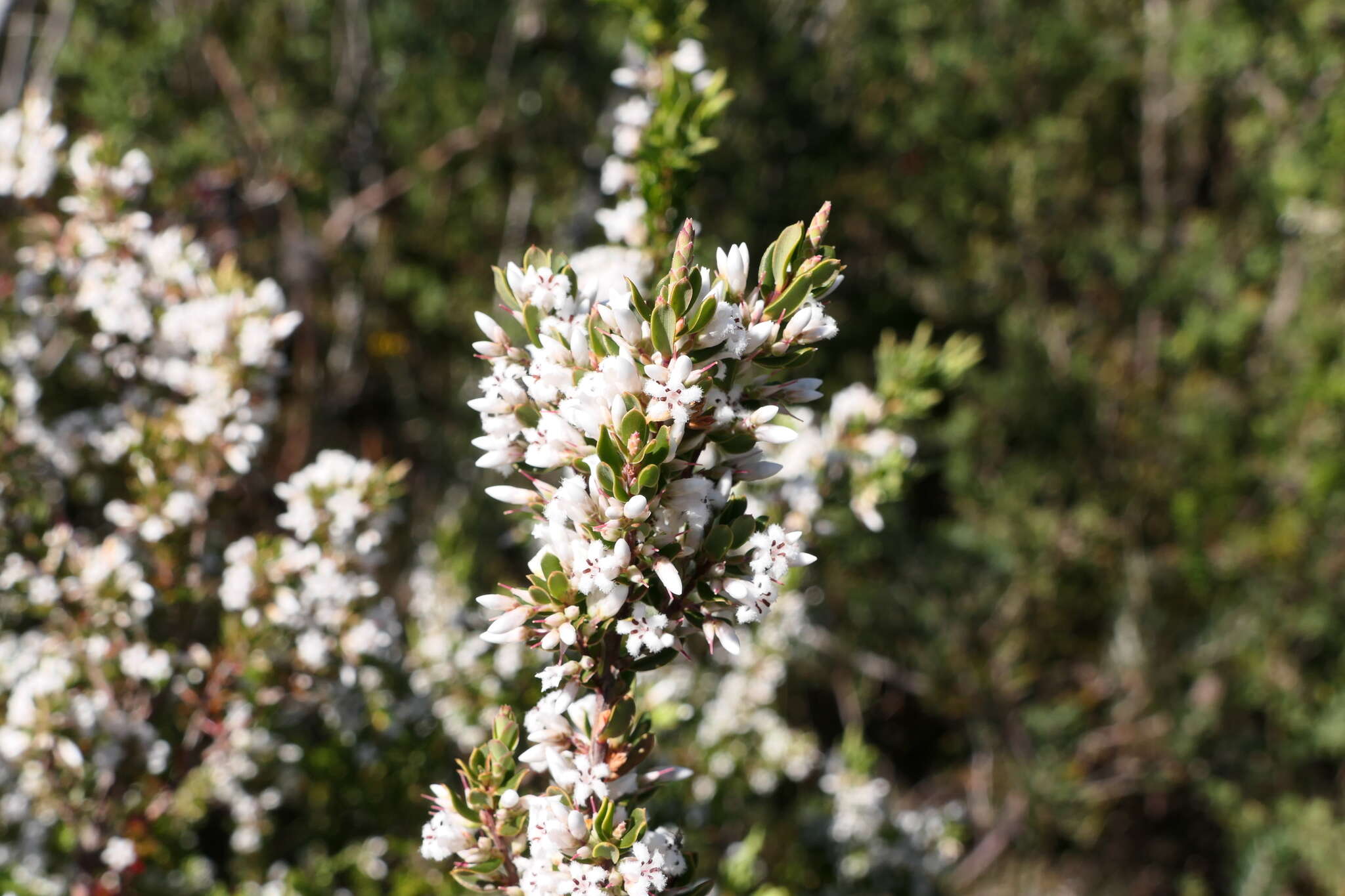 Image of Leucopogon ericoides (Sm.) R. Br.