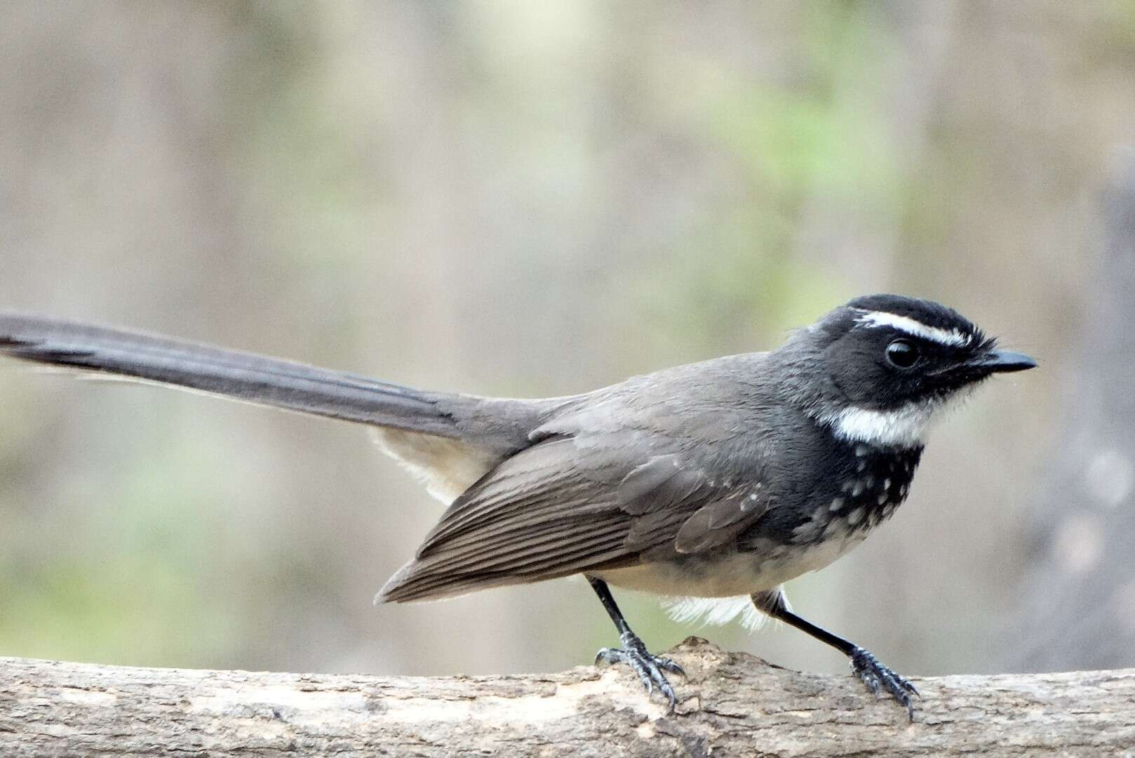 Image of White-spotted Fantail