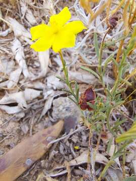 Image of Fumana ericifolia Wallr.