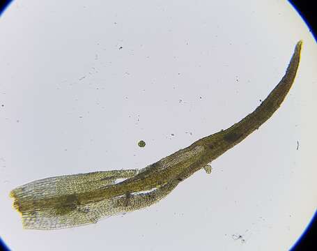 Trichostomum crispulum Bruch ex F. A. Müller 1829的圖片