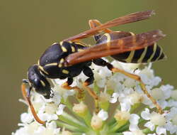 Polistes nimpha (Christ 1791)的圖片