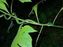 Image of <i>Trimeresurus sabahi fucatus</i>