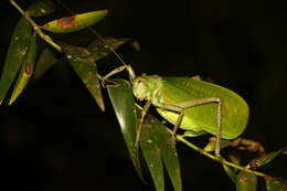 Image de Pseudophyllanax imperialis Montrouzier 1862