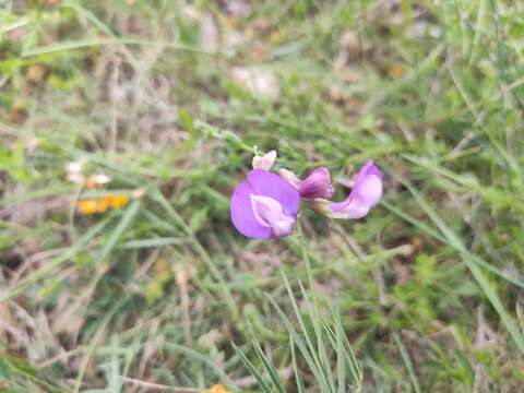 Imagem de Lathyrus filiformis (Lam.) Gay