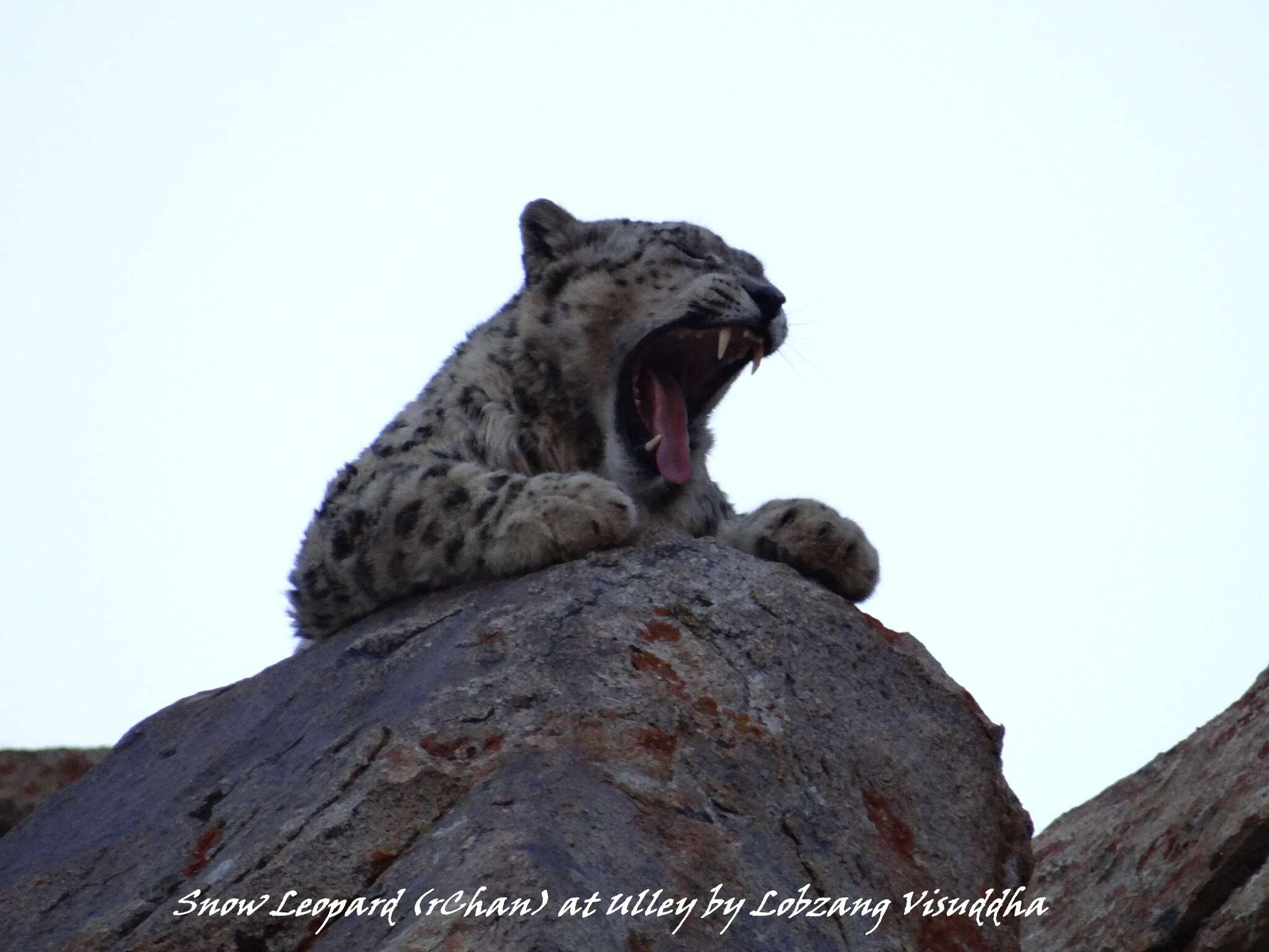 Image of Snow leopard