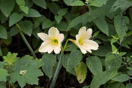 Слика од Hippeastrum evansiae (Traub & I. S. Nelson) H. E. Moore