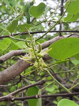 Image of Bauhinia racemosa Lam.