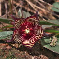 Image of Ceropegia pulchellior Bruyns