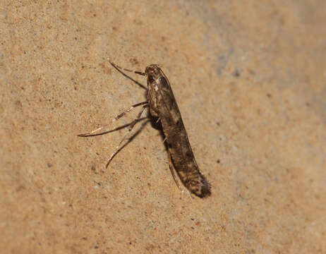 Image of Caloptilia strictella (Walker 1864)