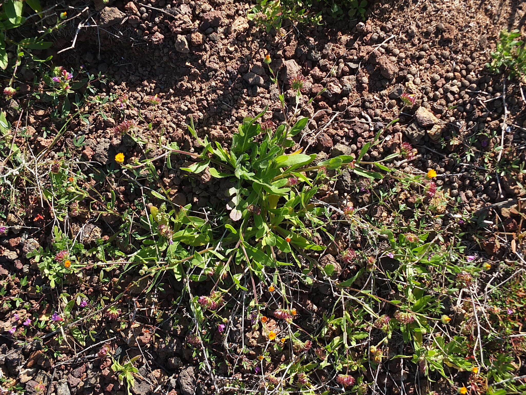 Imagem de Calendula tripterocarpa Rupr.