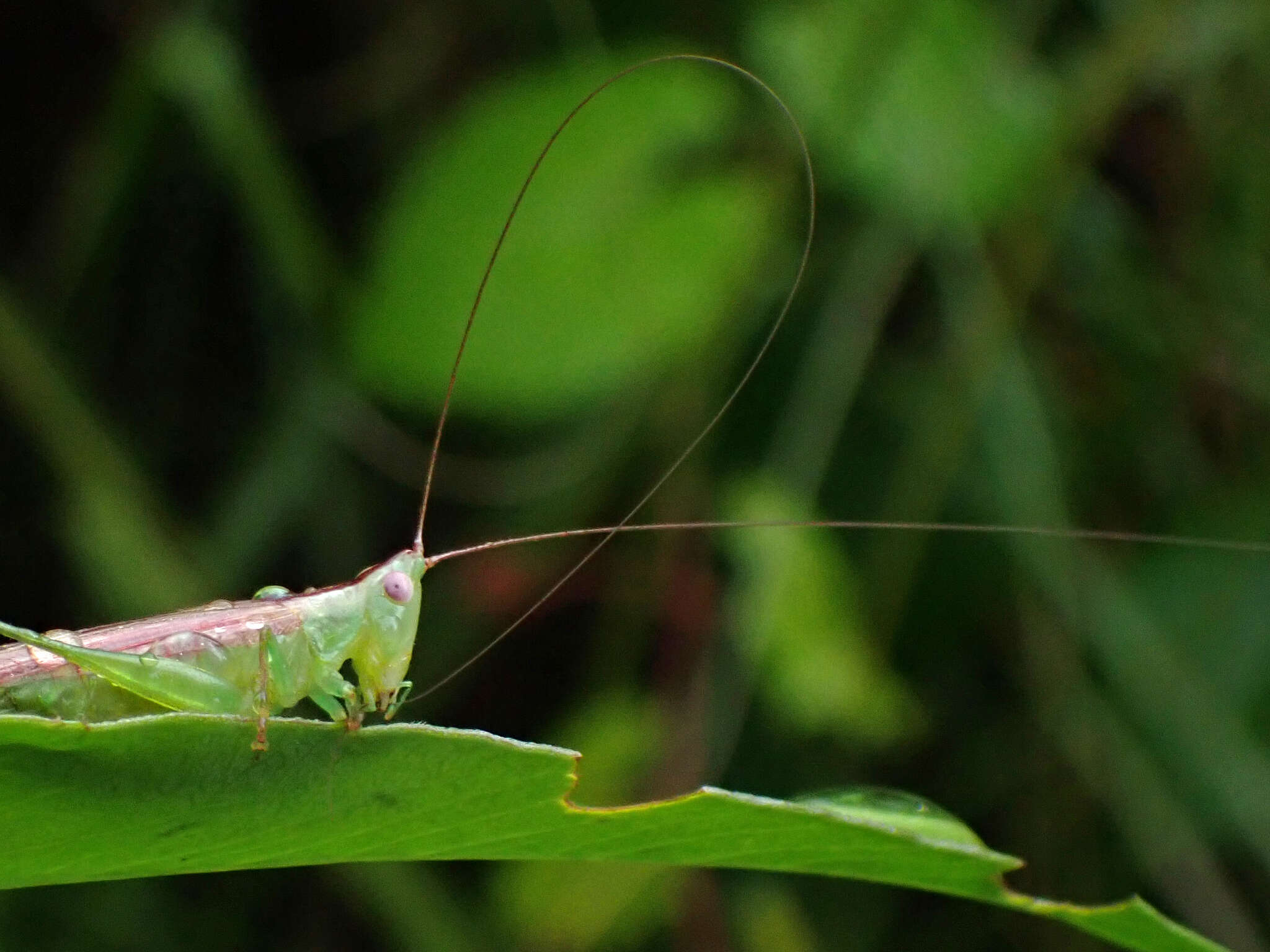 Image of Graceful Meadow Katydid