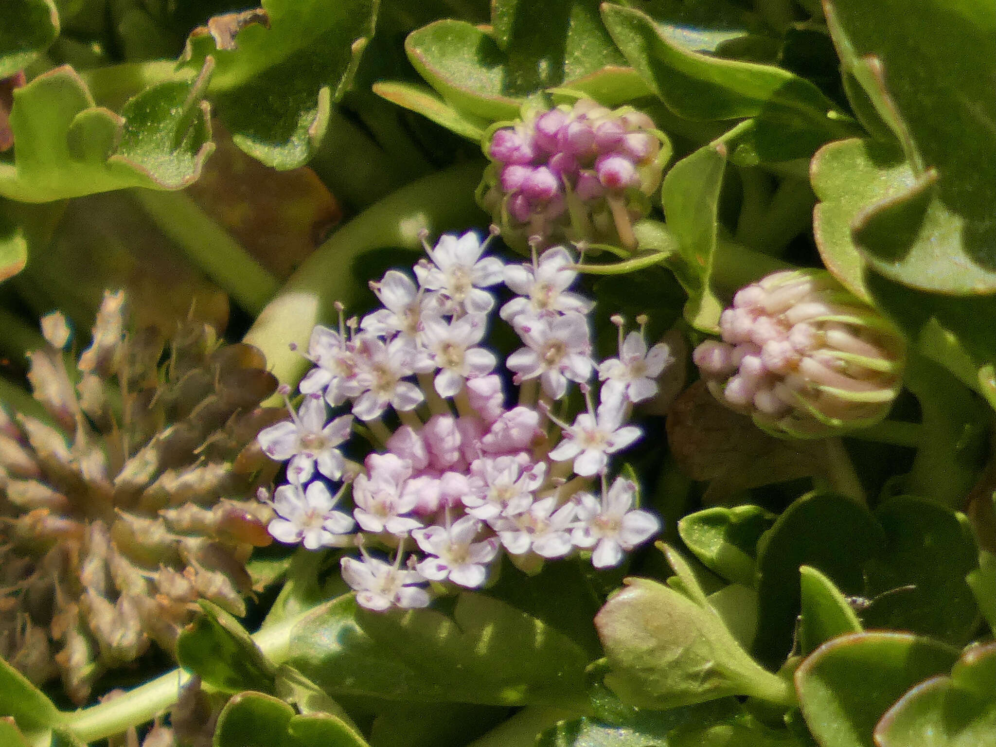 Trachymene humilis (Domin) Benth. resmi