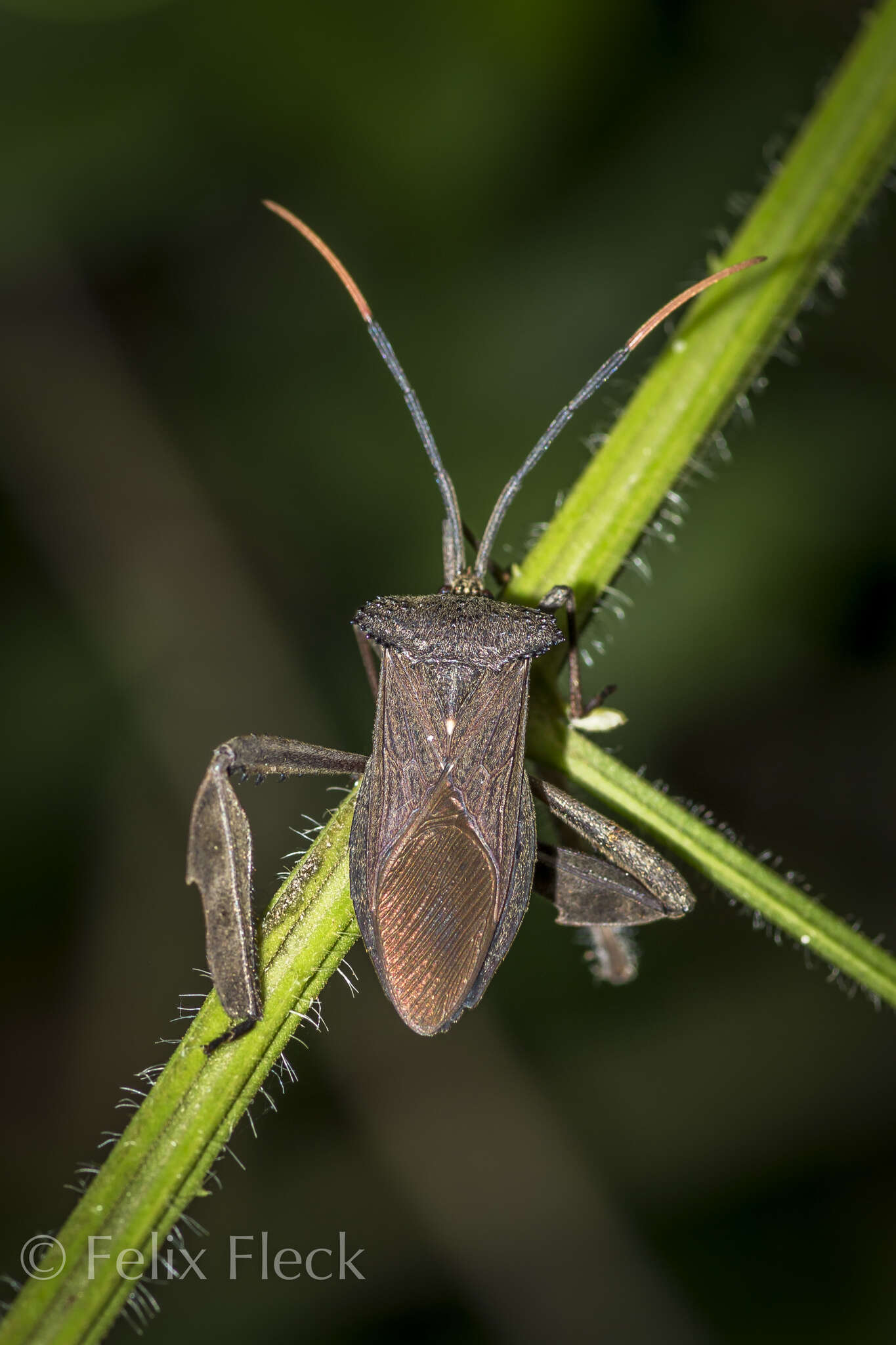 Image of Acanthocephala heissi Brailovsky 2006