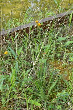 Image of bristly hawkbit